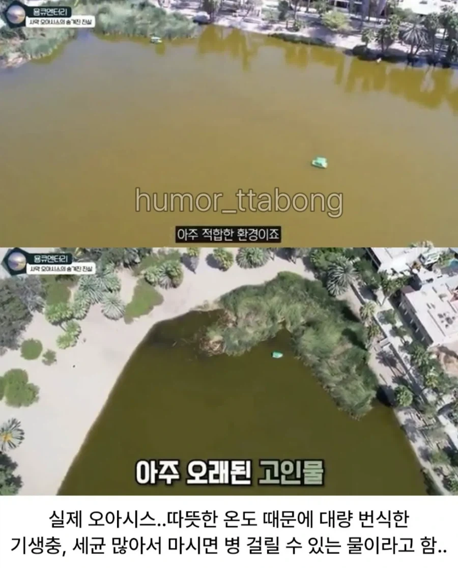 상상한 오아시스와 실제 오아시스 모습.jpg - 이미지 2