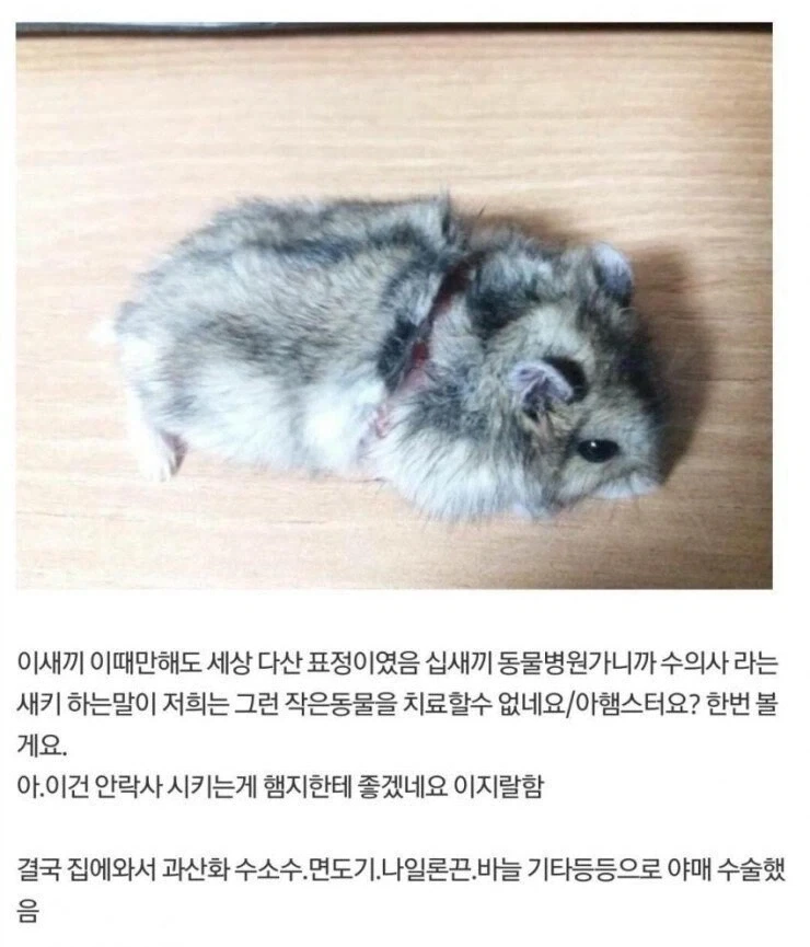 의사가 포기한 환자 야매로 수술한 디시인 - 이미지 2