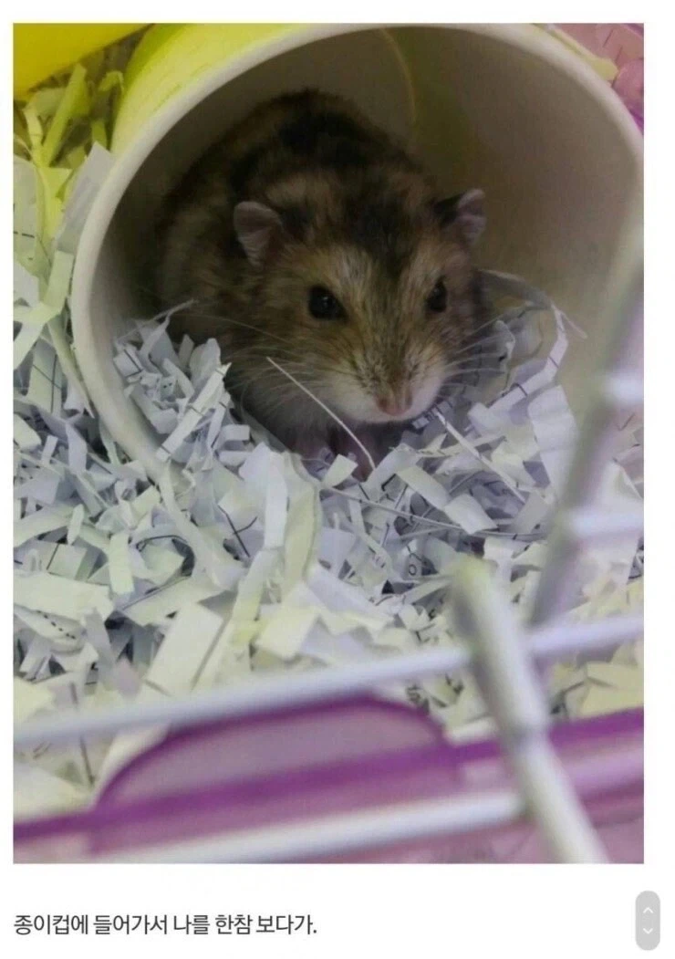 의사가 포기한 환자 야매로 수술한 디시인 - 이미지 3