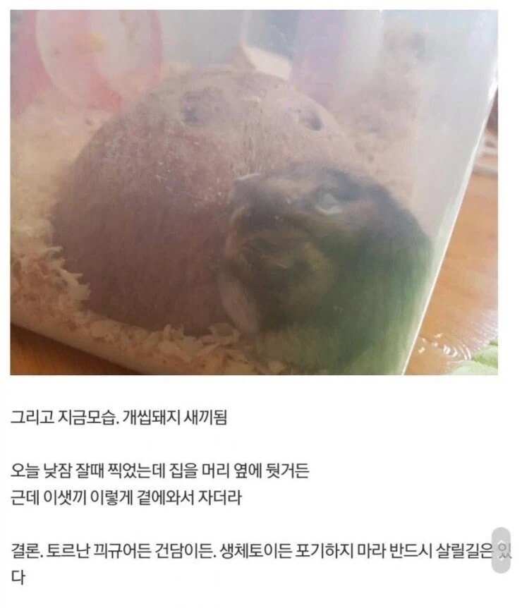 의사가 포기한 환자 야매로 수술한 디시인 - 이미지 6