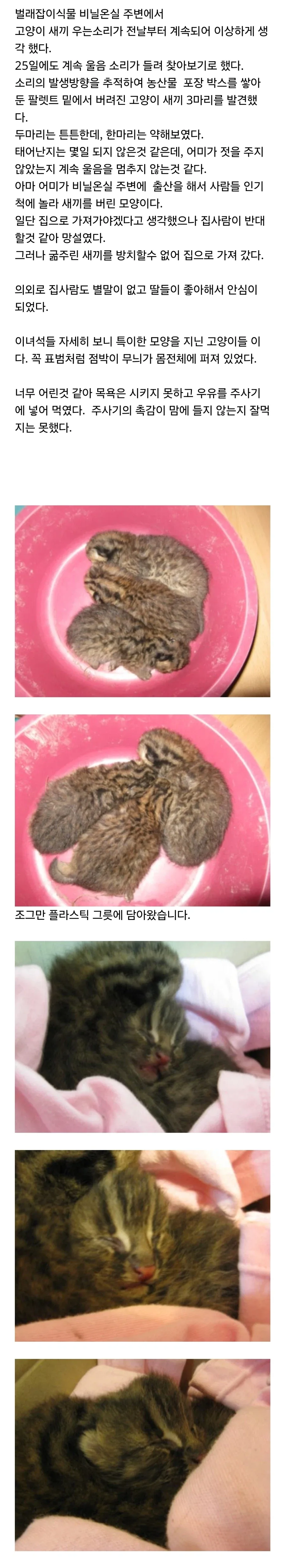 아기고양이를 주워온 블로거의 최후