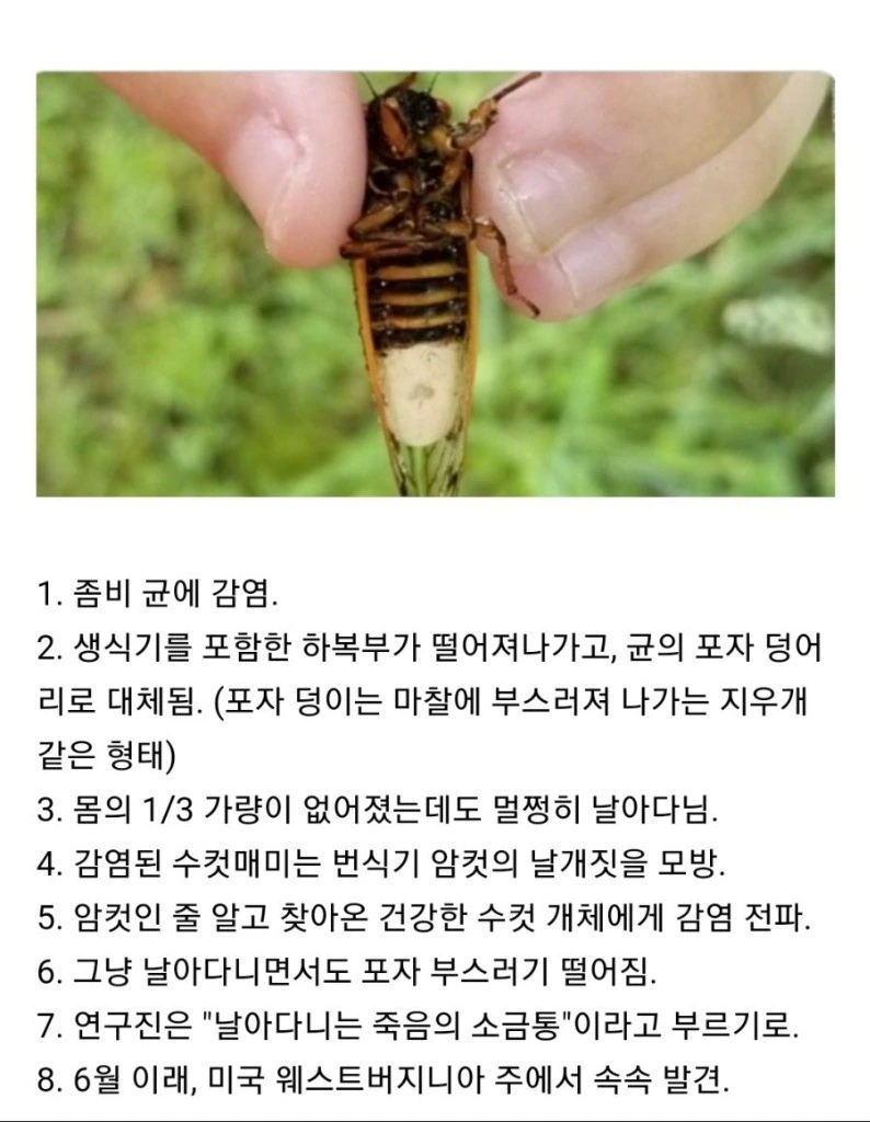 좀비 바이러스로 ㅇㅋ타락하는 만화