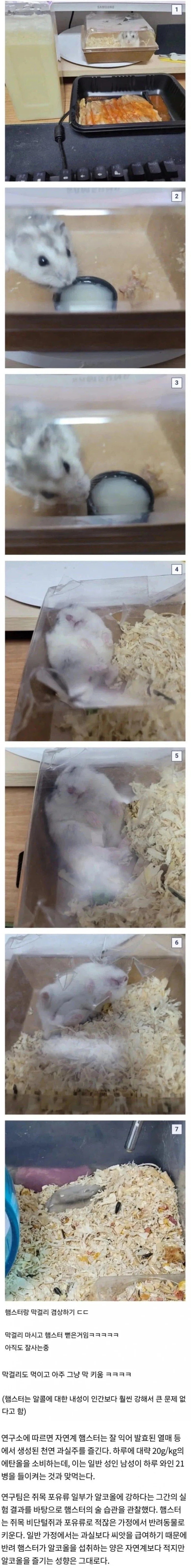 햄스터에게 막걸리 먹임
