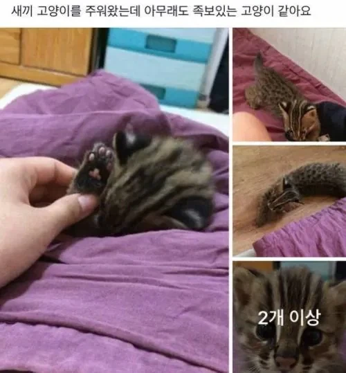 족보있어 보이는 길고양이 새끼