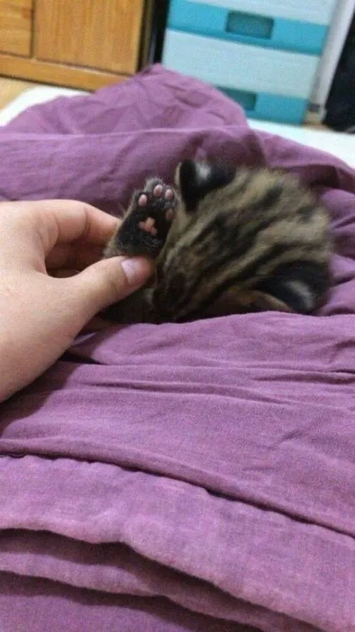 족보있어 보이는 길고양이 새끼 - 이미지 2