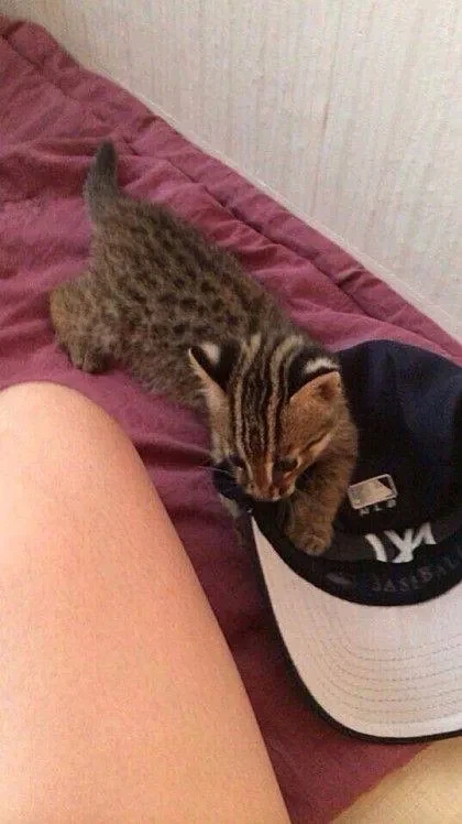 족보있어 보이는 길고양이 새끼 - 이미지 3