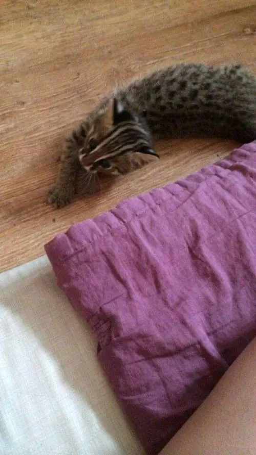 족보있어 보이는 길고양이 새끼 - 이미지 4