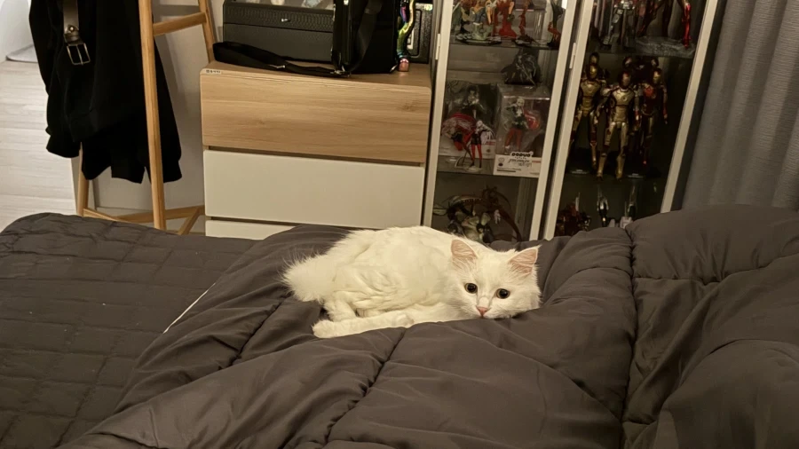 우리집 고양이 특