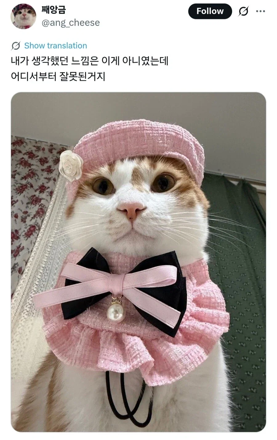 고양이 *심한 모욕*