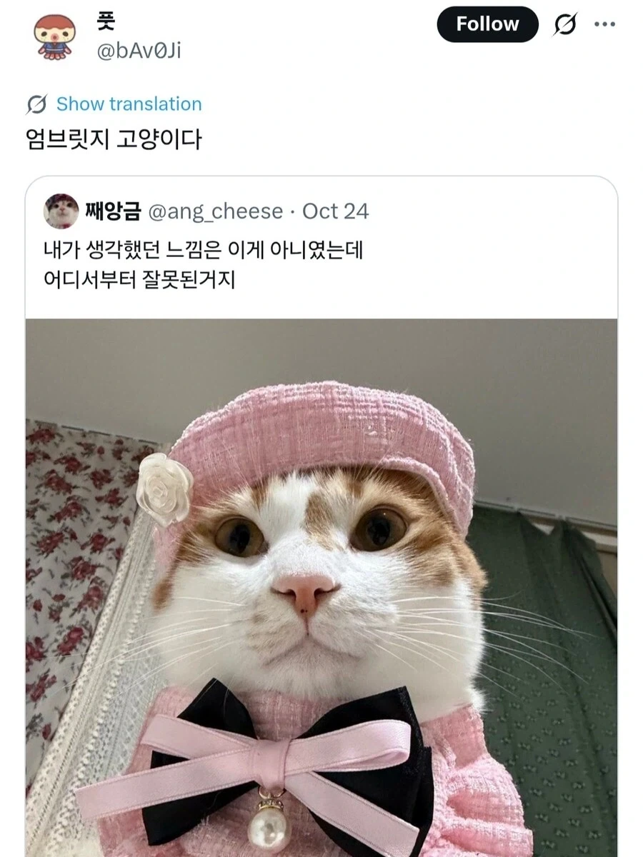 고양이 *심한 모욕* - 이미지 2