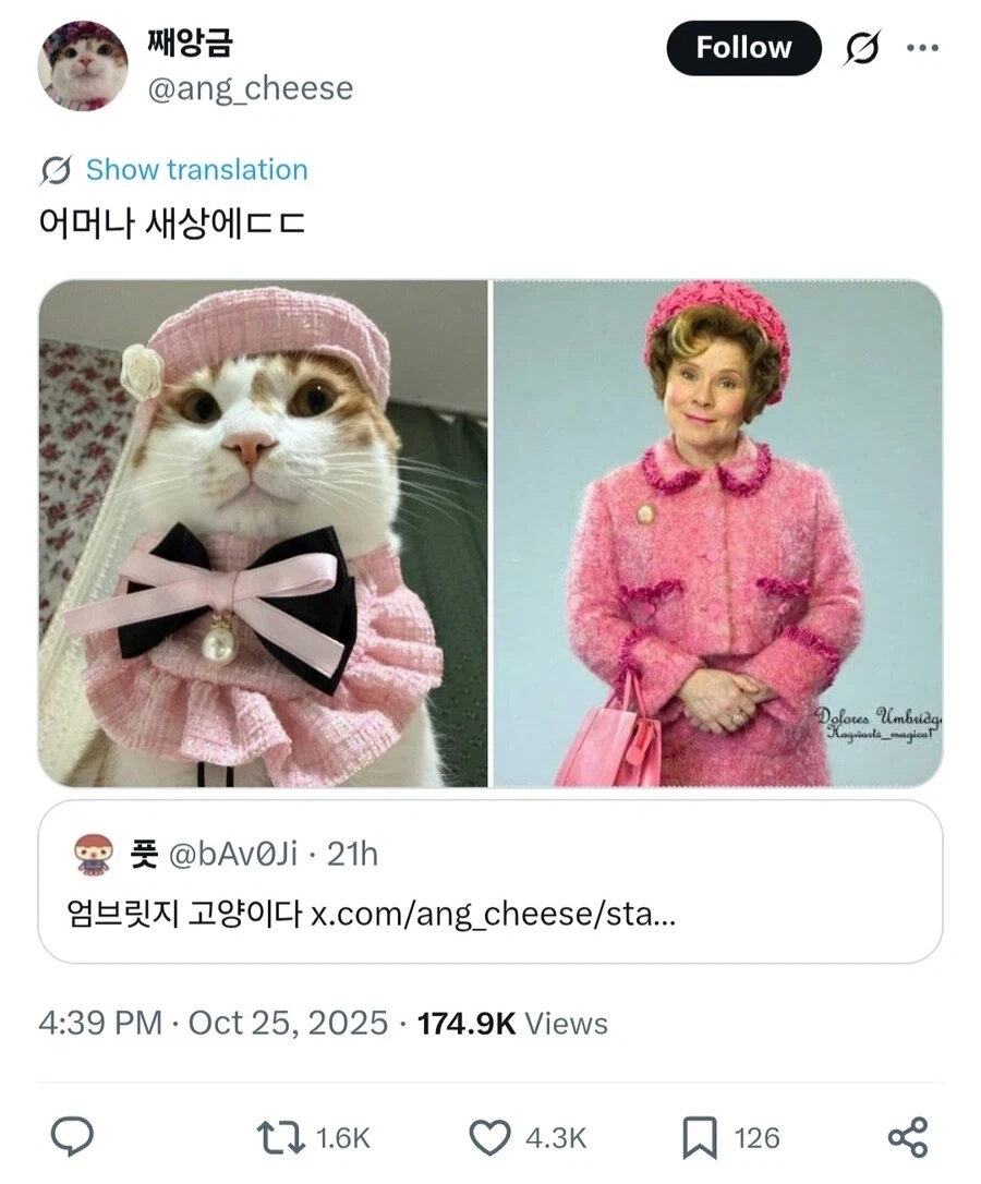 고양이 *심한 모욕* - 이미지 3