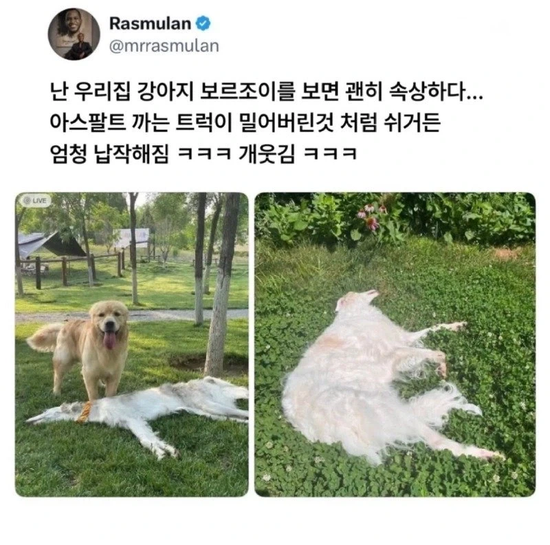 강아지 액체설