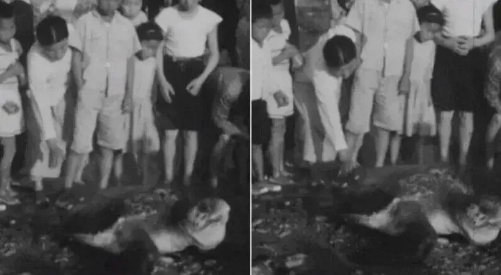 부캉이뿐만 아니라 부산은 동물 방문의 성지였음