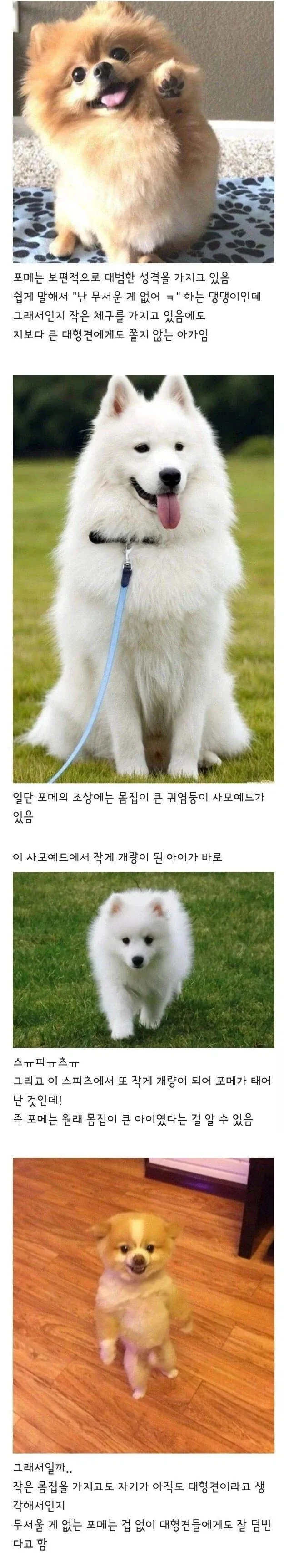 포메가 성격이 대범한 이유.
