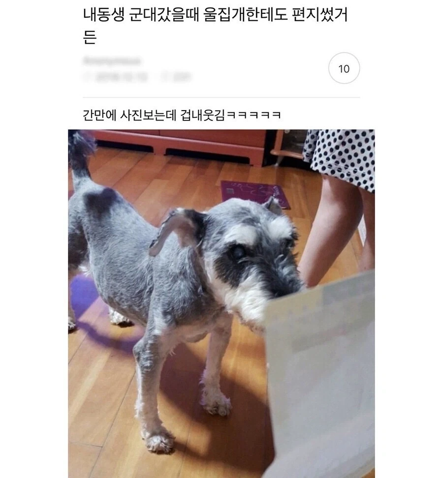 군대간 동생이 반려견한테 쓴 편지