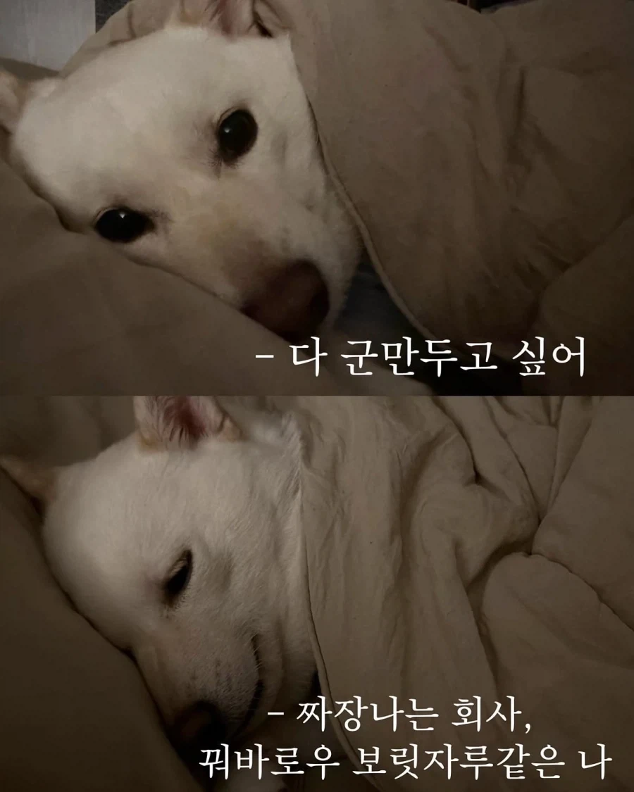 중화요리로 비유해 본 회사 생활