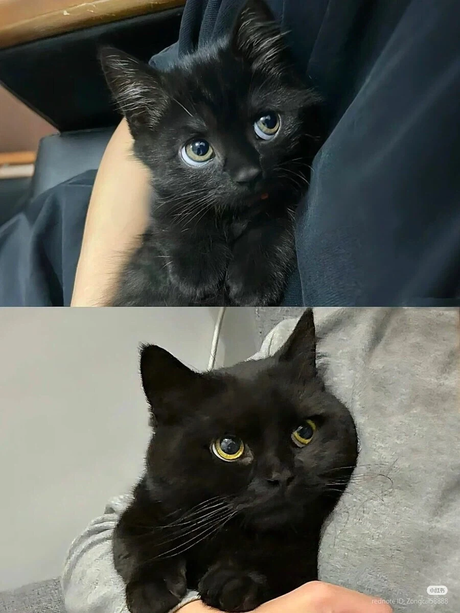 길에서 주운 고양이 확대과정 - 이미지 2