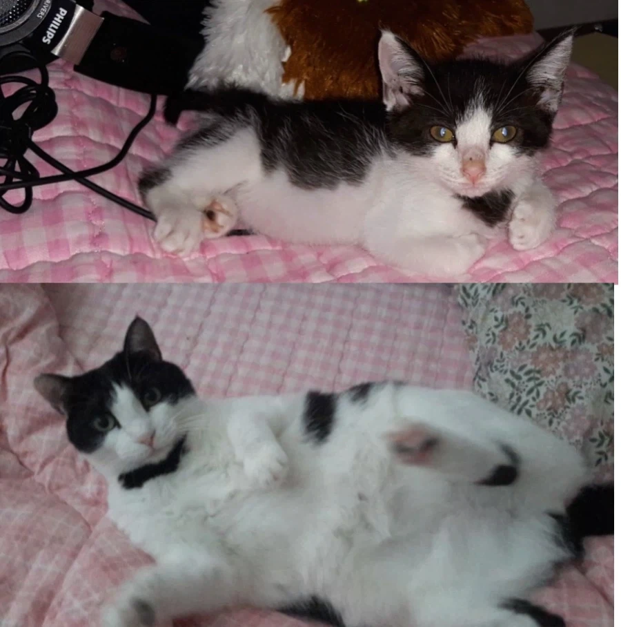 길에서 주운 고양이 확대과정 - 이미지 4