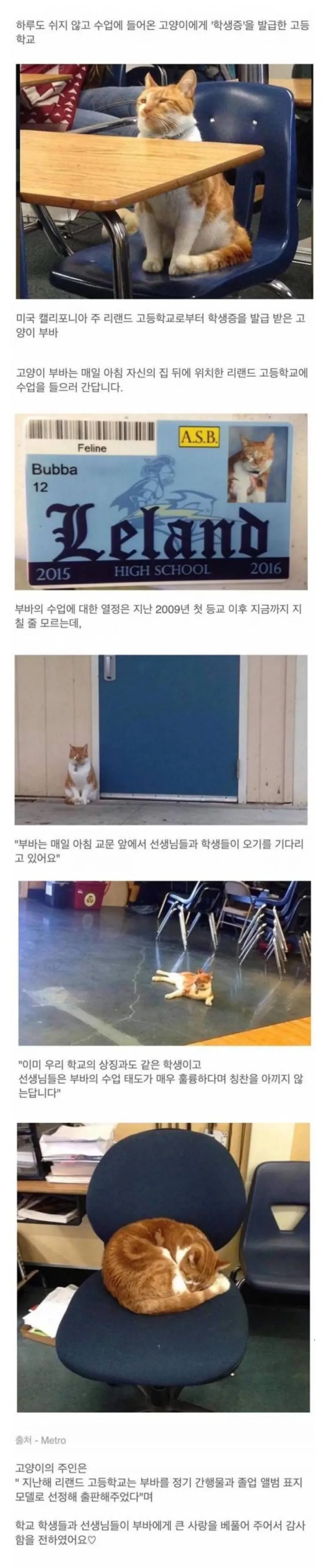고등학생 고양이.jpg . - 이미지 2