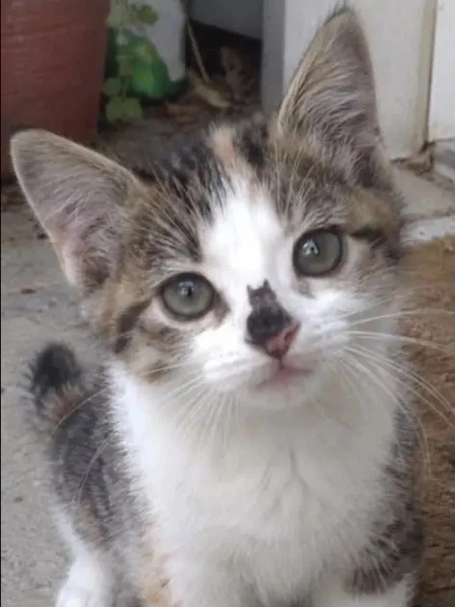 고양이 안에 고양이.jpg