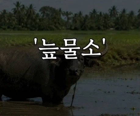 헬조선의 노동강도에 못 버틴 외노자