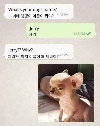 개 이름이 제리라고 왜?
