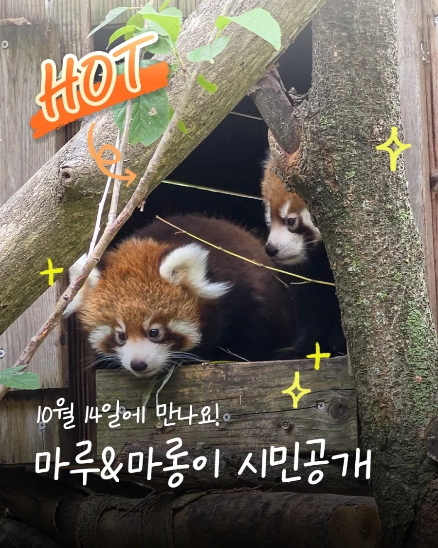 서울대공원 래서판다 공개...