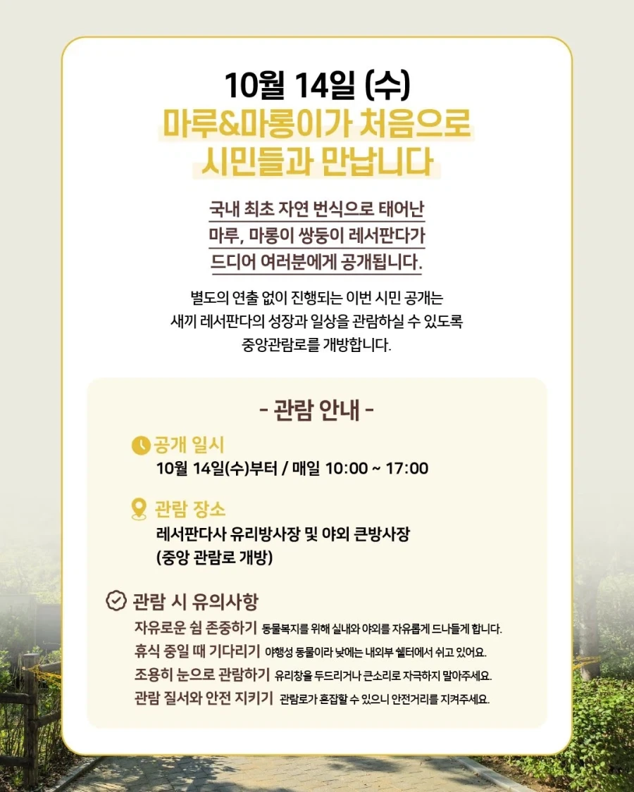 서울대공원 래서판다 공개... - 이미지 2