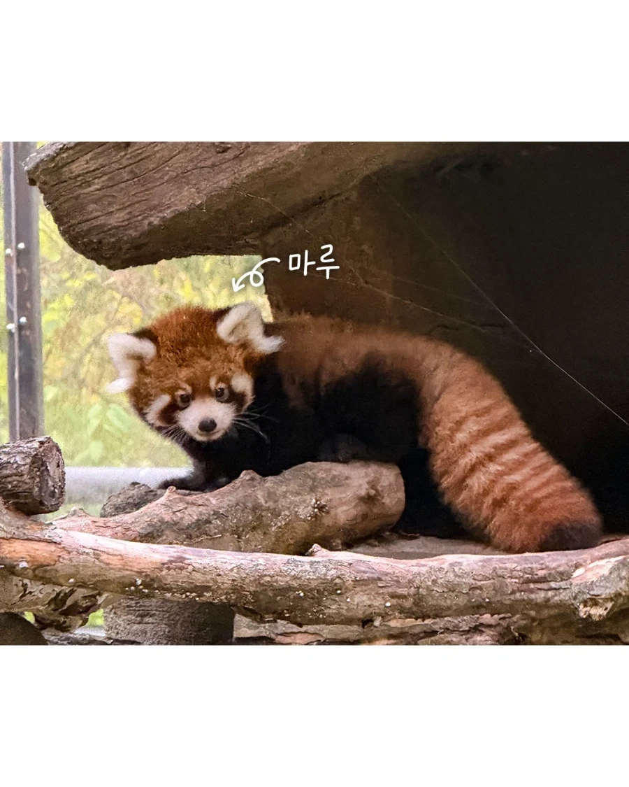 서울대공원 래서판다 공개... - 이미지 3