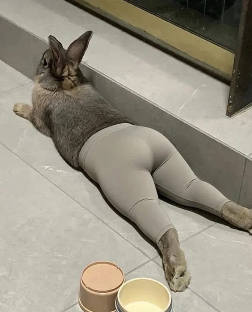 이런 토끼가 뭐가 좋다고...