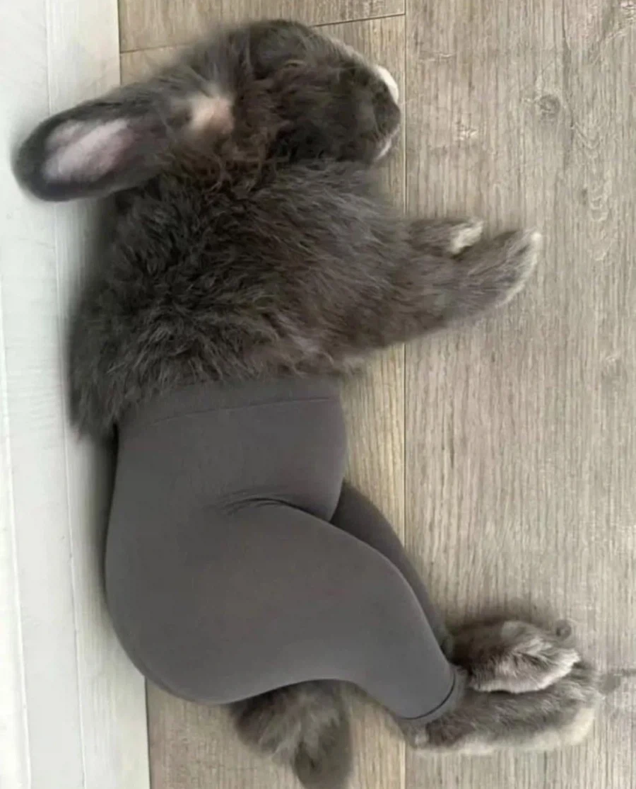 이런 토끼가 뭐가 좋다고... - 이미지 2