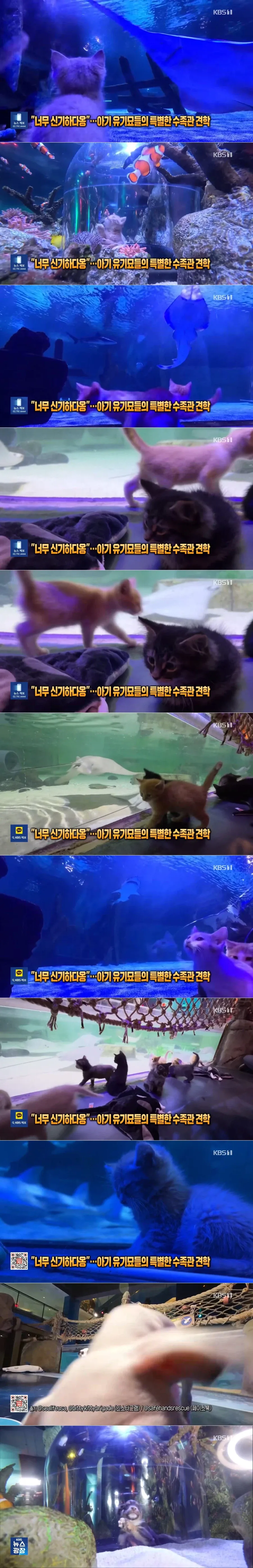 “너무 신기하다옹”…아기 유기묘들의 특별한 수족관 견학