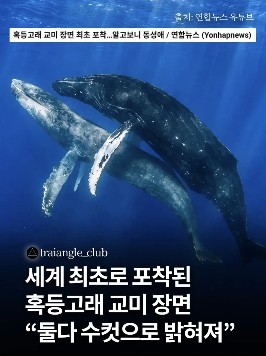 혹등고래도 하는 것