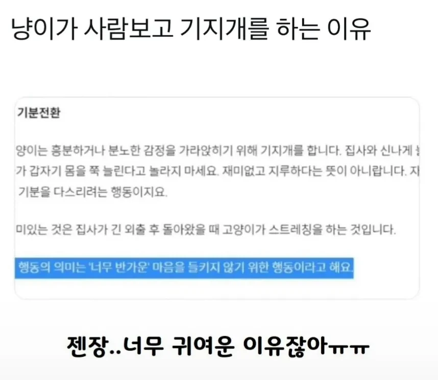 고양이가 사람보고 기지개를 하는 이유.jpg