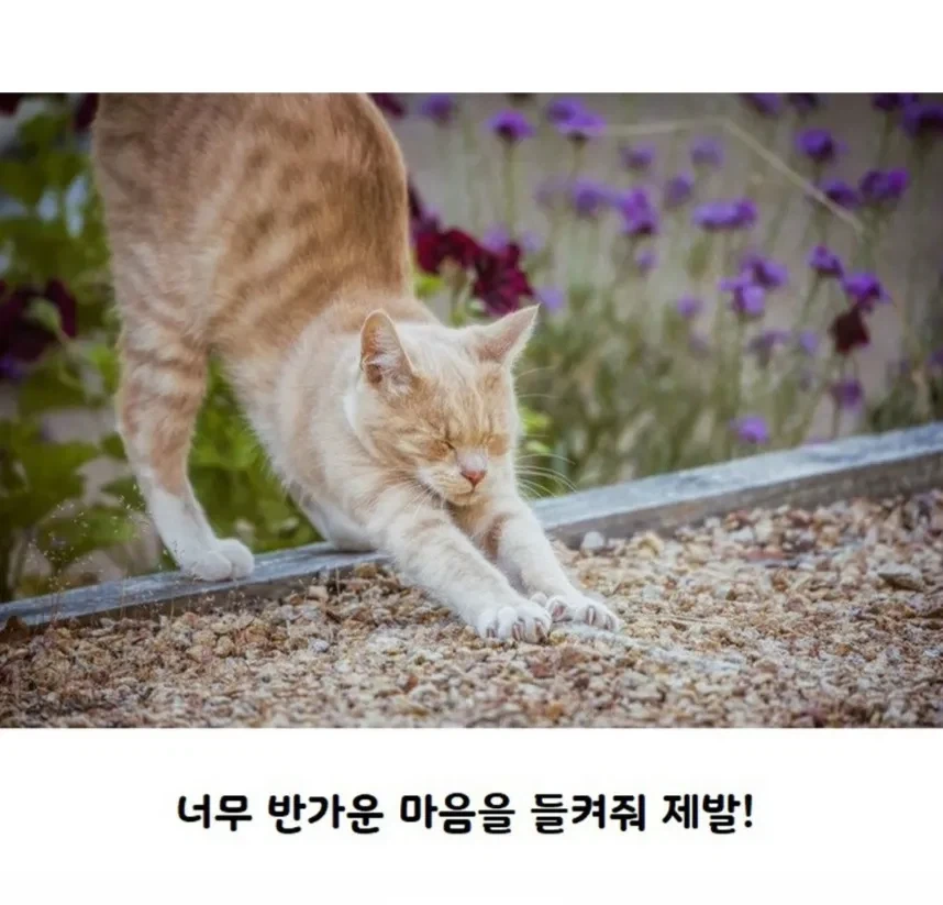 고양이가 사람보고 기지개를 하는 이유.jpg - 이미지 2