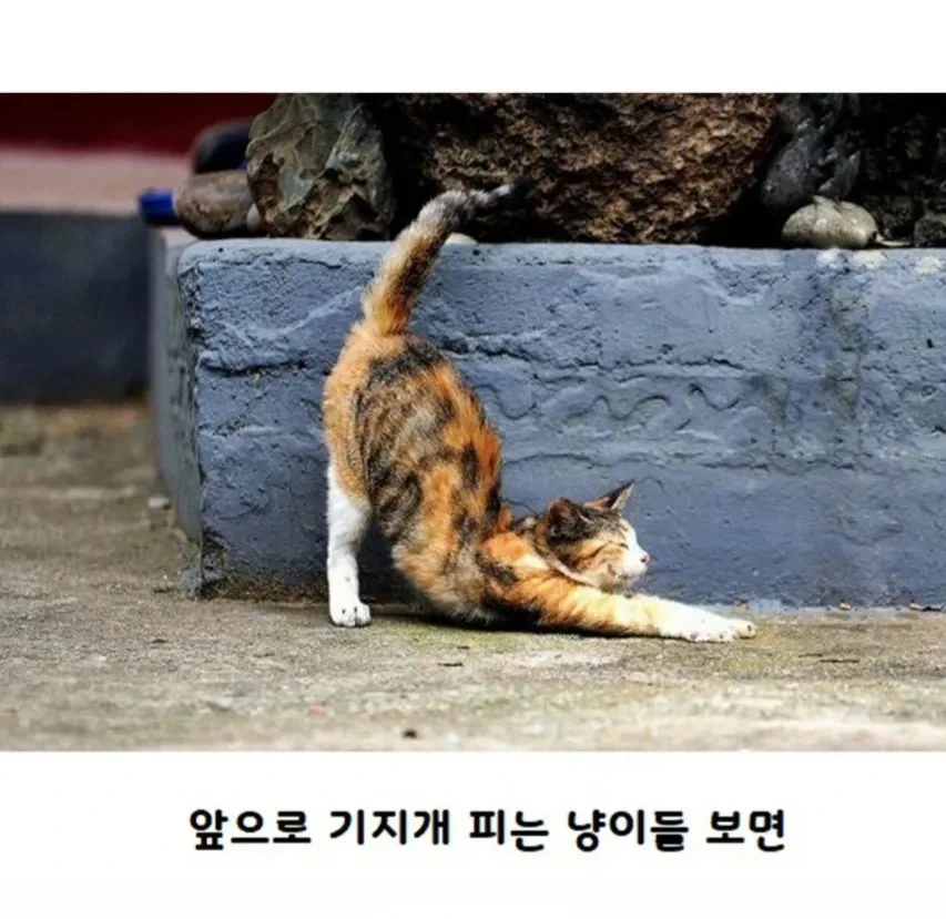 고양이가 사람보고 기지개를 하는 이유.jpg - 이미지 3