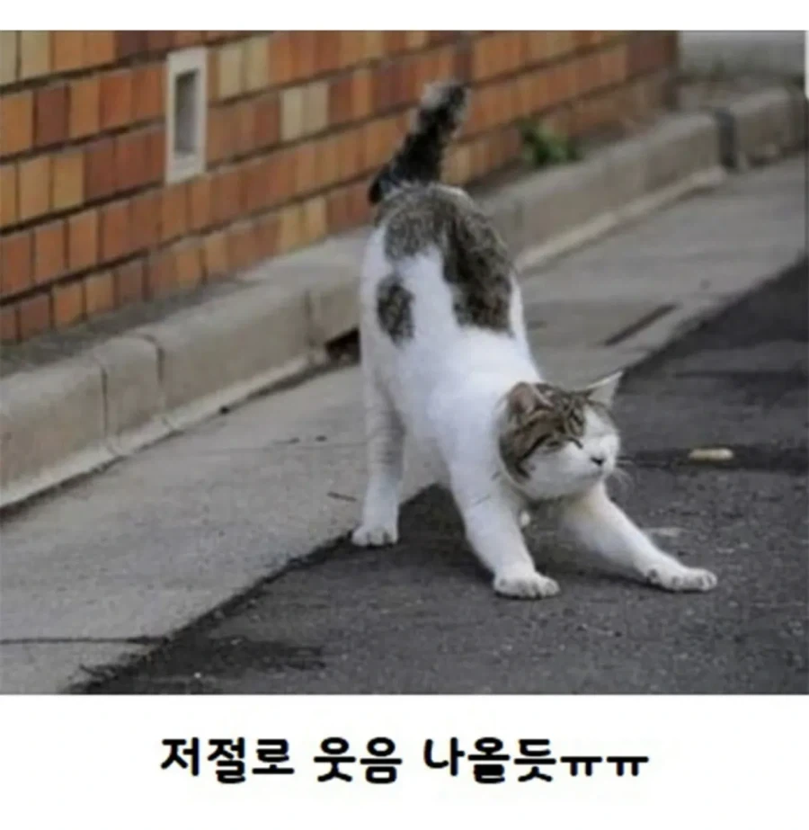 고양이가 사람보고 기지개를 하는 이유.jpg - 이미지 4