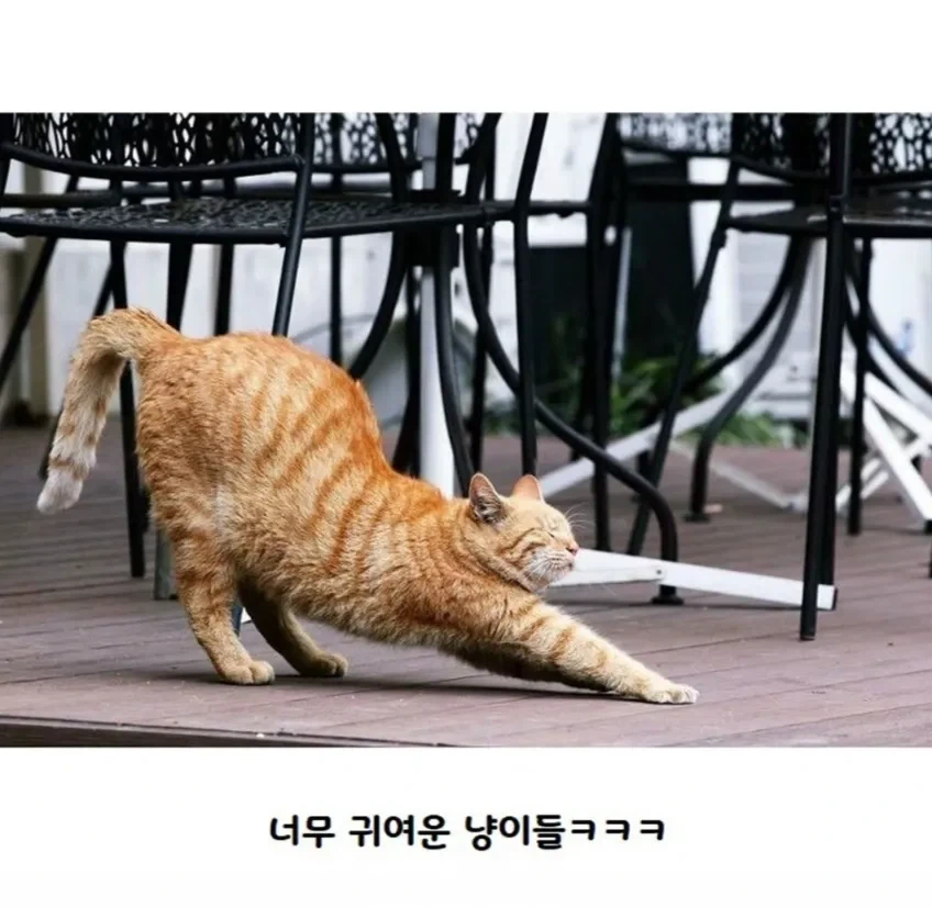 고양이가 사람보고 기지개를 하는 이유.jpg - 이미지 5