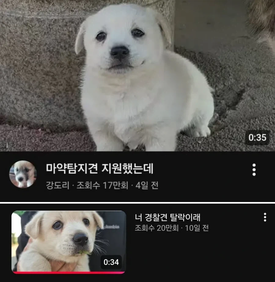ㅁㅇ탐지견 지원한 댕댕이