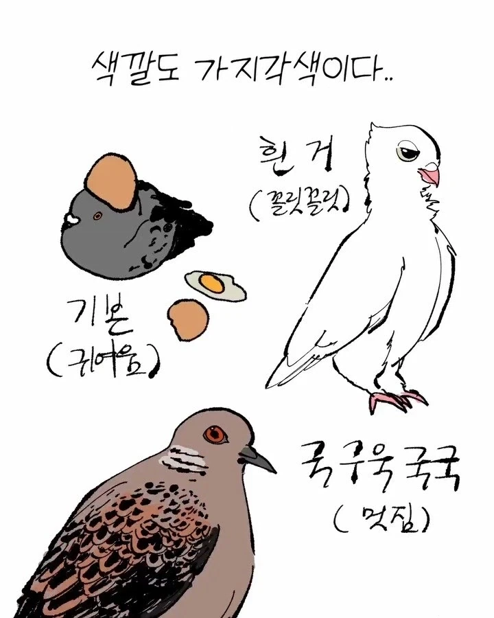 비둘기가 너무 귀여운 manhwa - 이미지 5