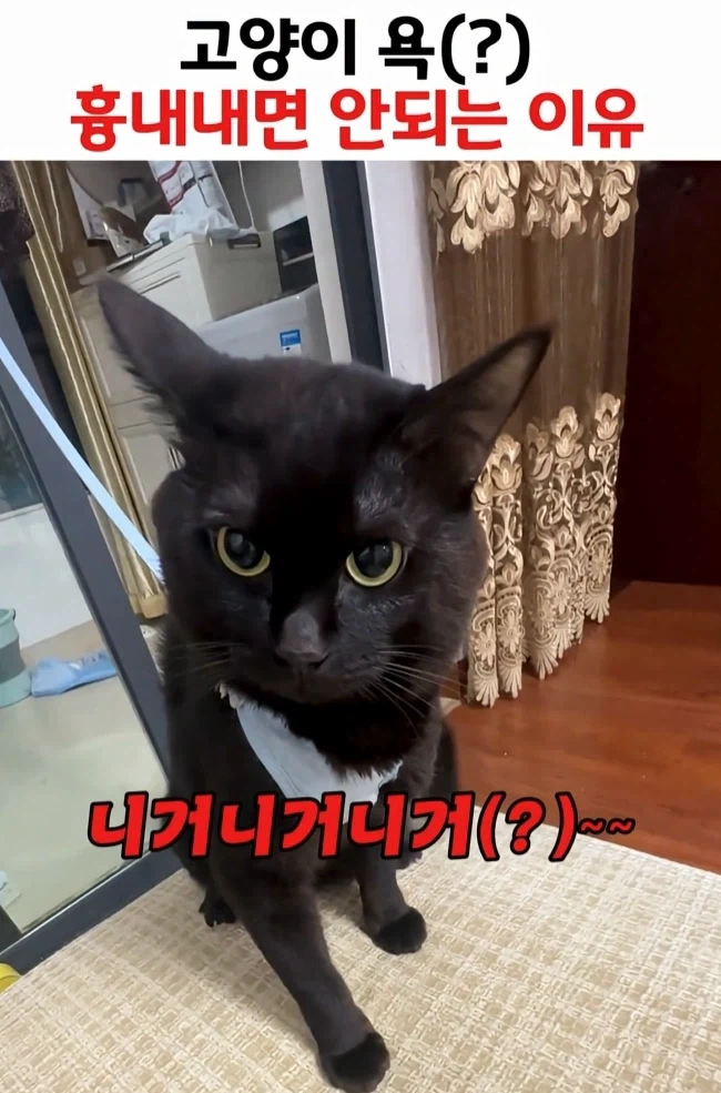 고양이 욕 흉내내면 안되는 이유ㅋㅋㅋㅋㅋㅋ