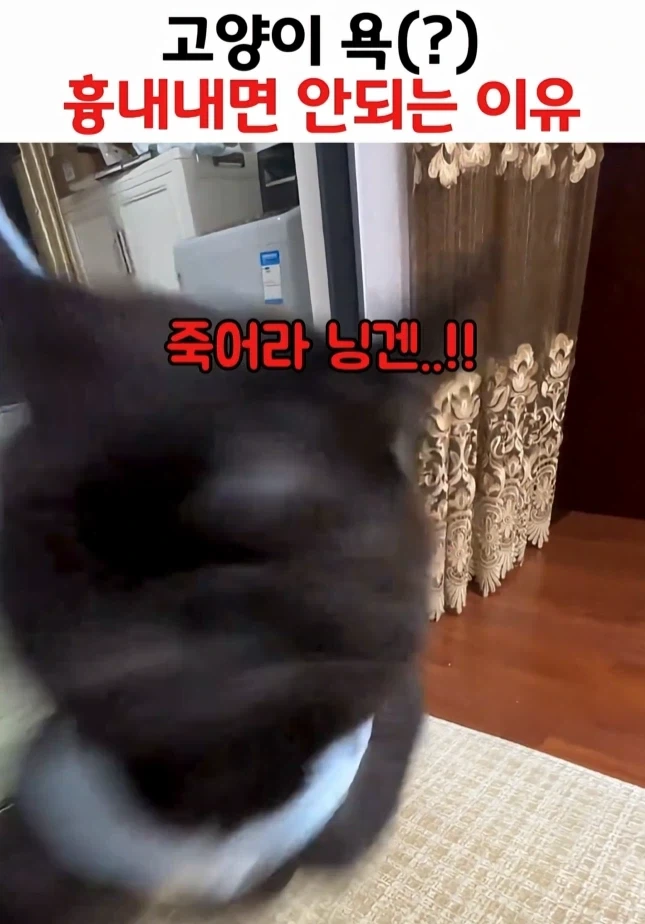 고양이 욕 흉내내면 안되는 이유ㅋㅋㅋㅋㅋㅋ - 이미지 2