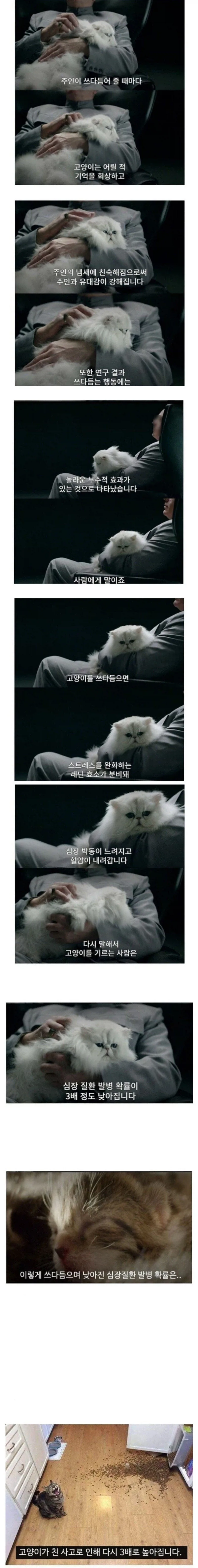 고양이를 쓰다듬으면 발생하는 신체의 변화