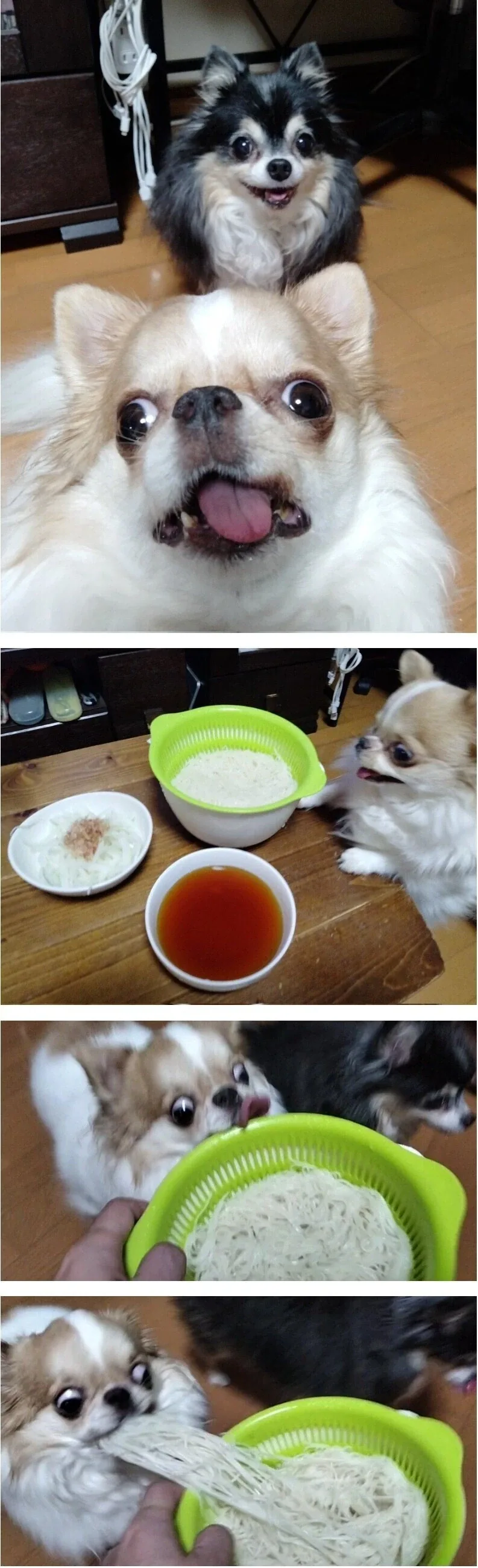 음식만 보면 눈돌아가는 치와와