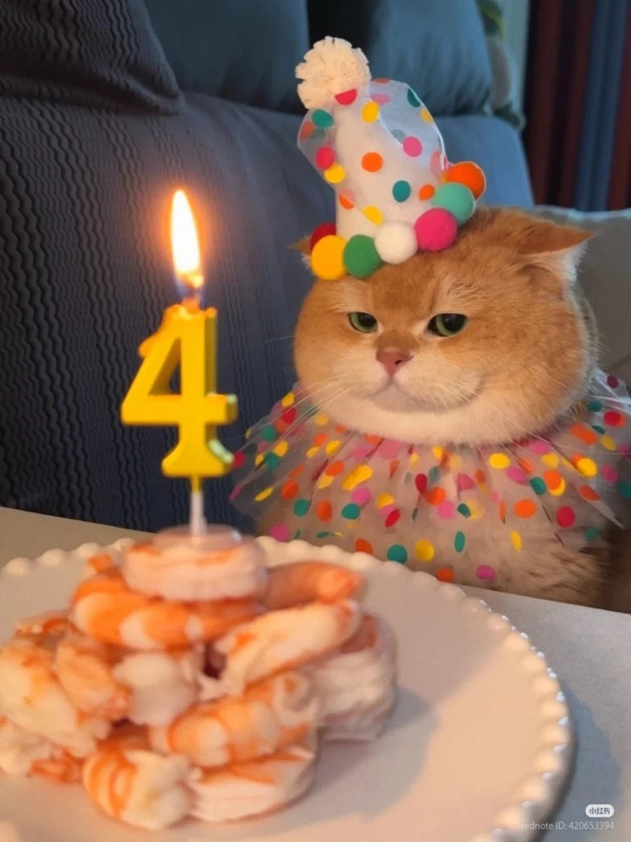 고양이: 4살 생일이고 뭐고 빨리 새우부터 먹읍시다