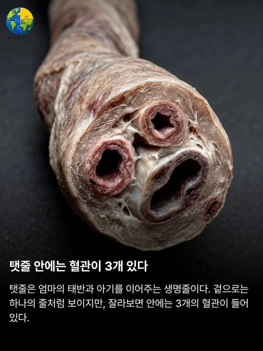 탯줄이야기.