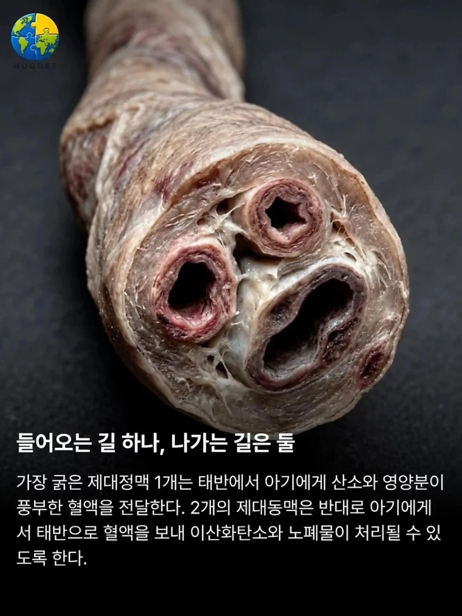 탯줄이야기. - 이미지 2