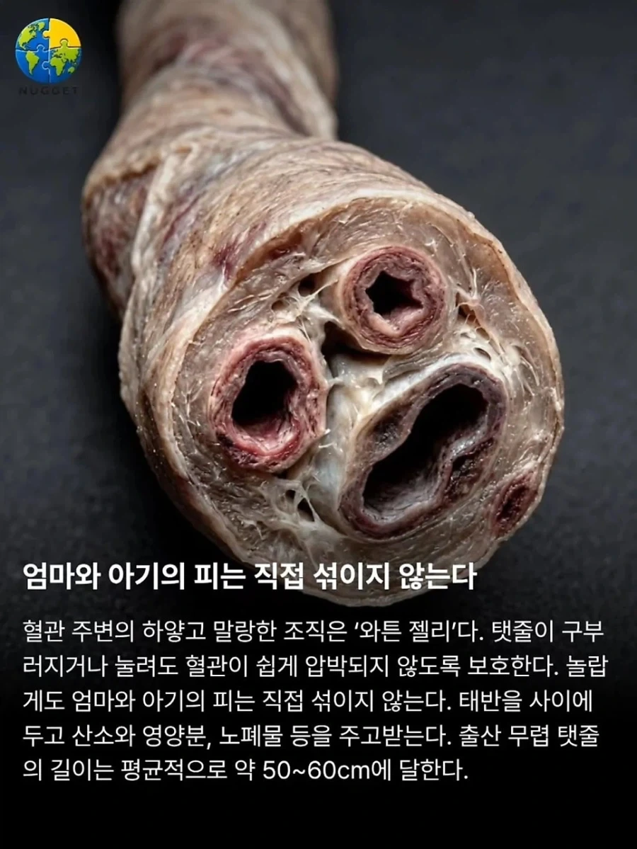 탯줄이야기. - 이미지 3