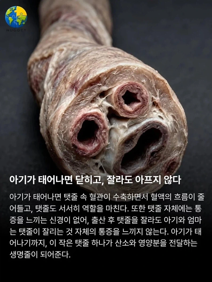 탯줄이야기. - 이미지 4