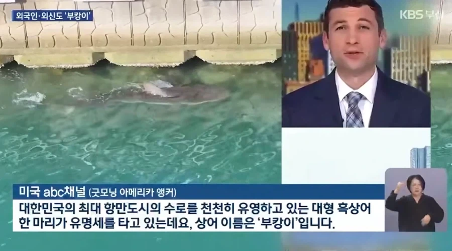 외신까지 타버린 부산 상어.jpg - 이미지 3